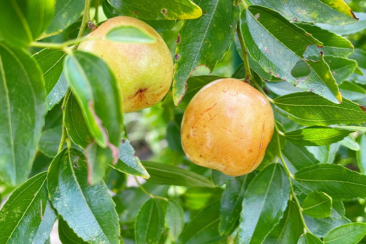 散歩道・薬草園